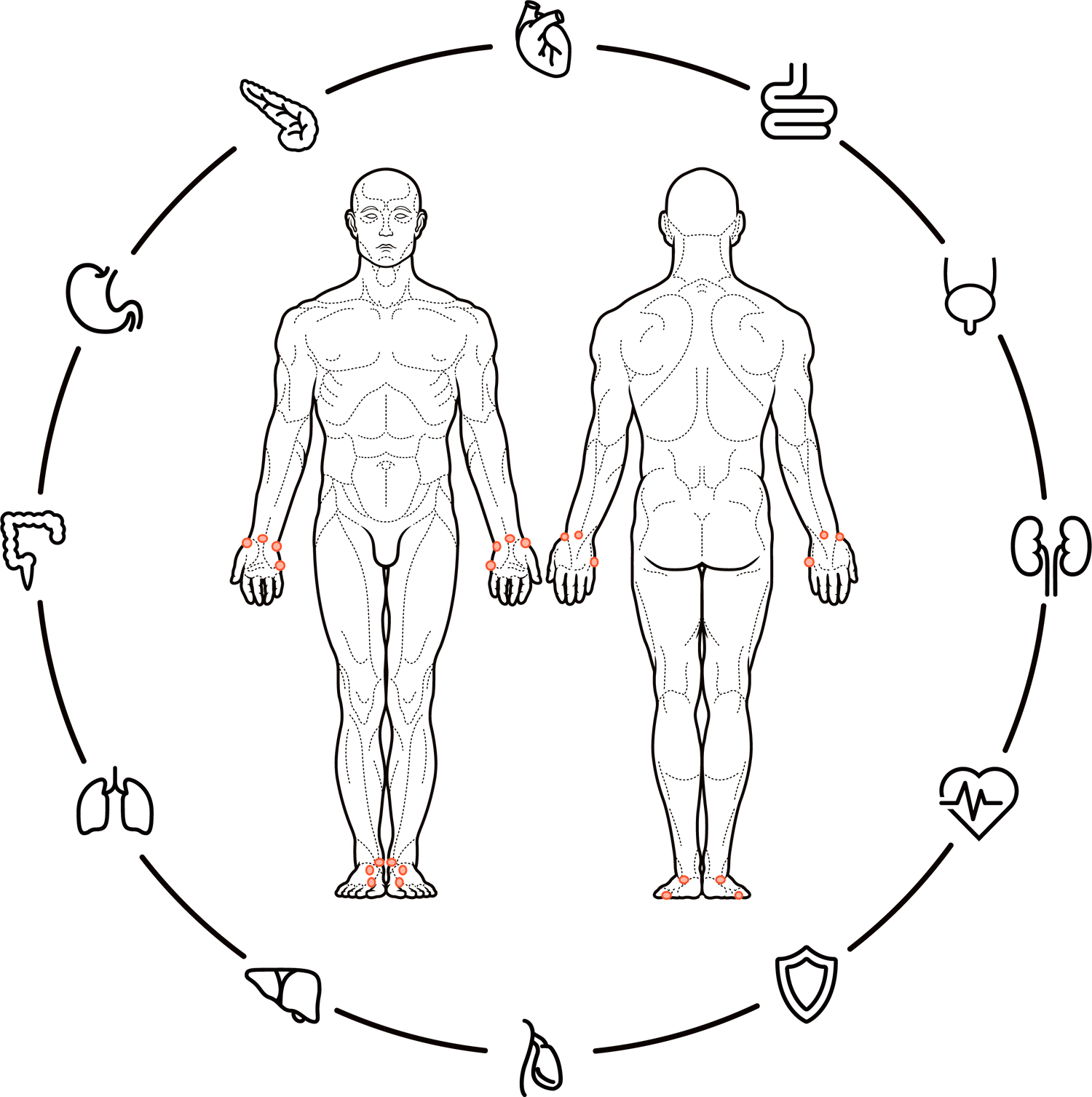 Ryodoraku organ wheel.png__PID:471ce82c-9915-40ba-95e8-26f493d9b88e